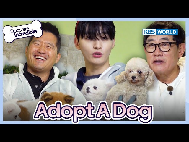 Adopt A Dog  [Dogs are incredible : EP.200-3] | KBS WORLD TV 240103