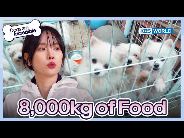 8,000kg of Food  [Dogs are incredible : EP.200-2] | KBS WORLD TV 240103