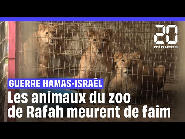 Gaza : Les animaux du zoo de Rafah meurent de faim