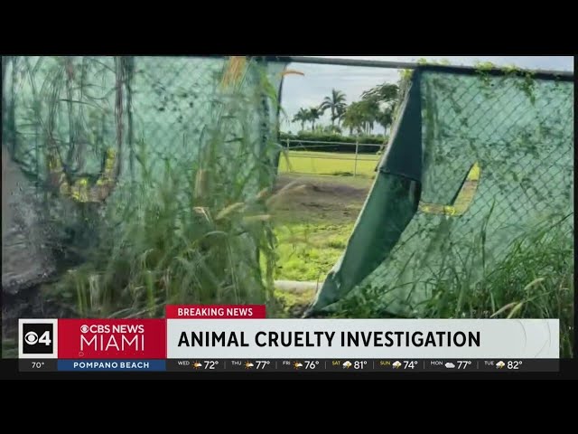 Horses slaughtered in SW Miami-Dade