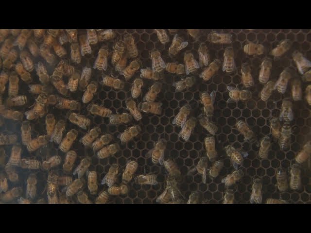 First of its kind Colorado pollinator study wraps up