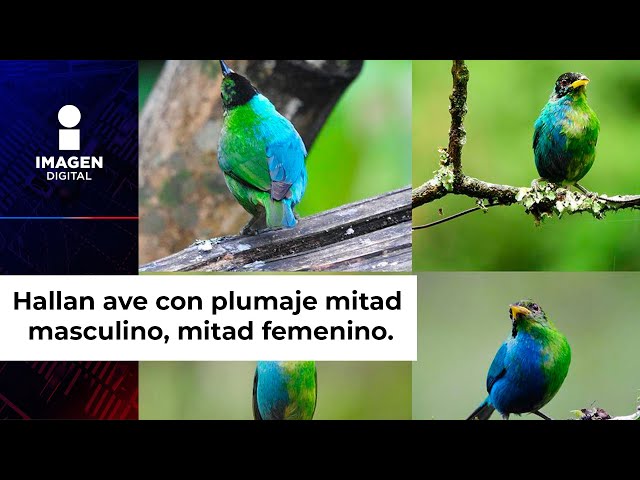 Científicos hallan extraña ave con plumaje tanto masculino como femenino