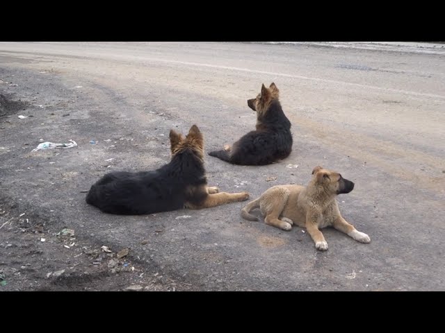 Stray Dogs In City Becoming A Problem