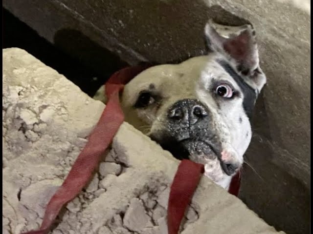 Bomberos de Hialeah rescatan a un perro desaparecido