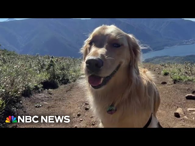 Coast Guard rescues three-year-old dog after 300 ft fall in Oregon