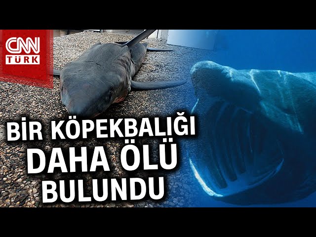 Mersin'de Köpek Balığı Paniği! "Altı Solungaçlı Köpek Balığı" Kıyıya Vurdu... #Haber