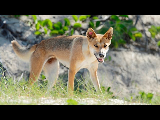 ⁣Seven-year-old girl attacked by a dingo on K'gari
