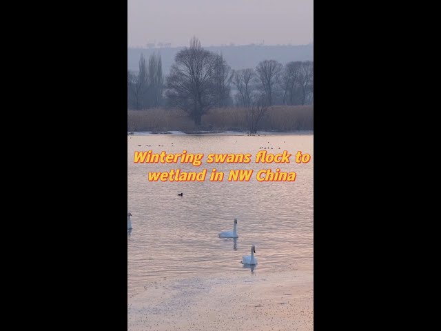 Wintering swans flock to wetland in NW China