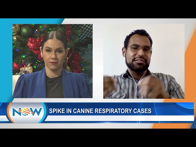 Spike In Canine Respiratory Cases