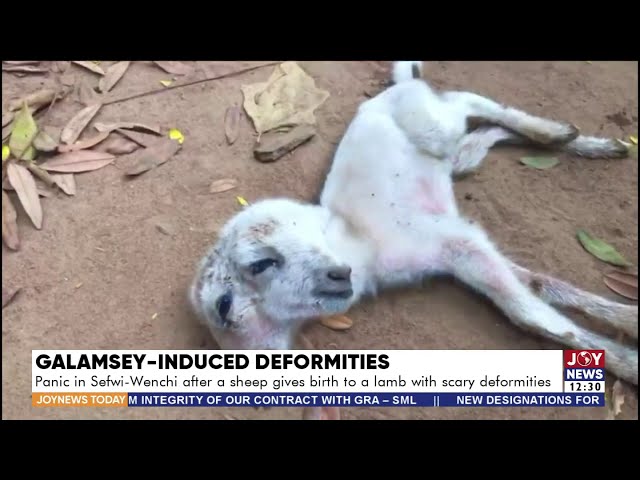 Panic in Sefwi-Wenchi after a sheep gives birth to a lamb with a scary deformity