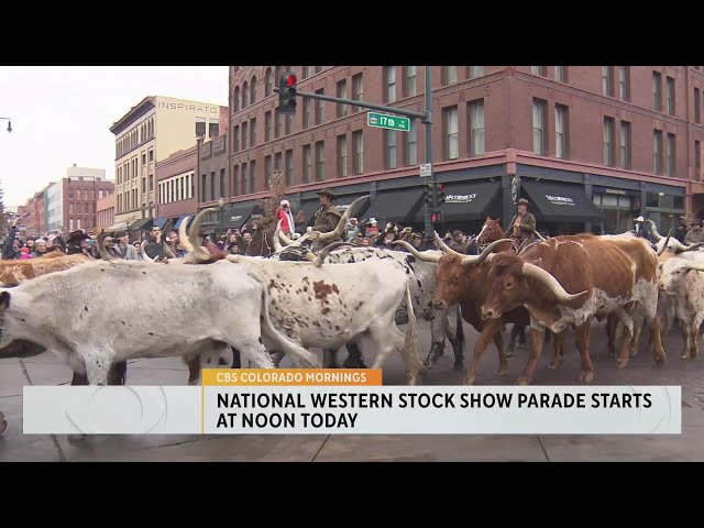 Dozens of Longhorns to kick off National Western Stock Show Parade in Denver