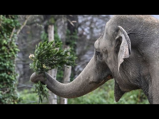 Festín para animales en el zoo de Berlín con los 'arbolitos de Navidad'