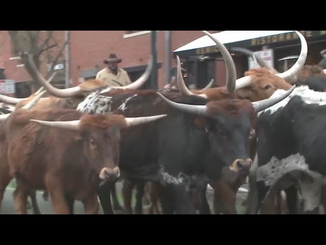 Cattle to stop traffic near Union Station for stock show