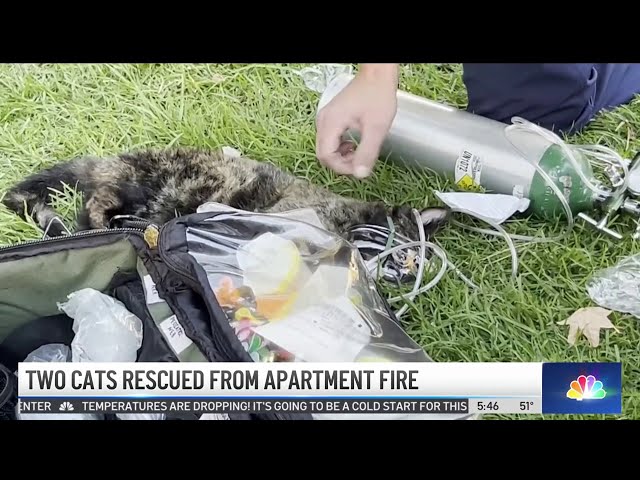 2 cats rescued from Burbank apartment fire