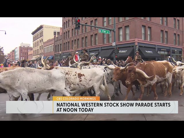 Dozens of Longhorns to kick off National Western Stock Show Parade in Denver