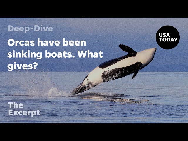 Orcas have been sinking boats. What gives? | The Excerpt