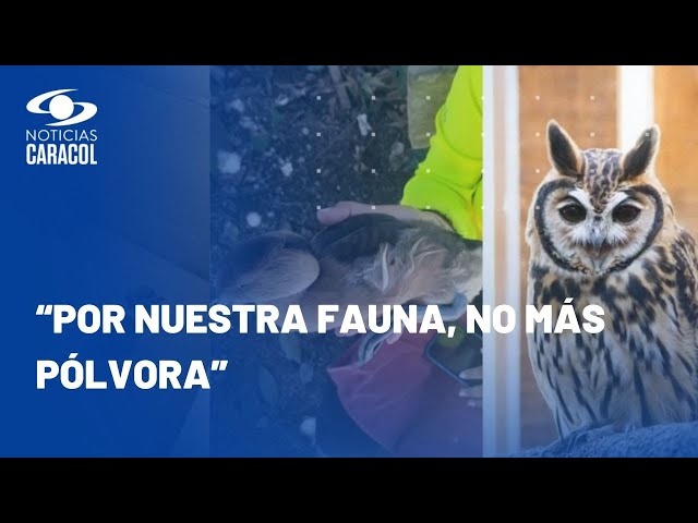 Por uso indiscriminado de la pólvora en Antioquia, más de 30 animales resultaron heridos