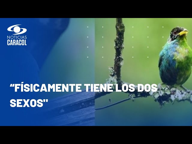 Maravilloso descubrimiento en Colombia de un pájaro que es mitad hembra y mitad macho