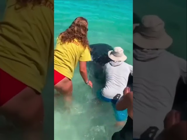 Stranded baby whale shark rescued