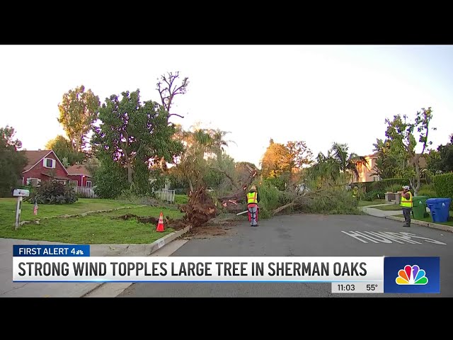 Large tree falls on Sherman Oaks street