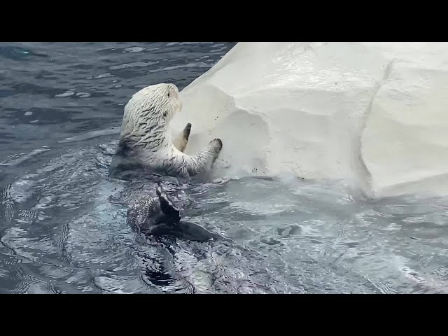 Ollie the sea otter at the Detroit Zoo dies