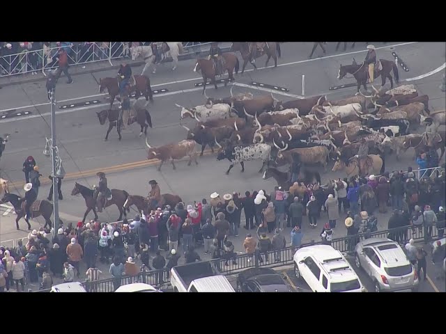 Denver returns to "Cow Town" status, dozens of Longhorns kick off National Western Stock S