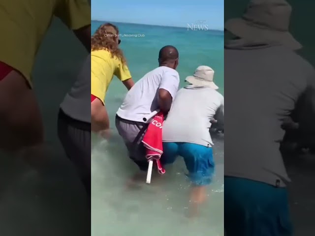 Lifeguards rescue stranded baby whale shark