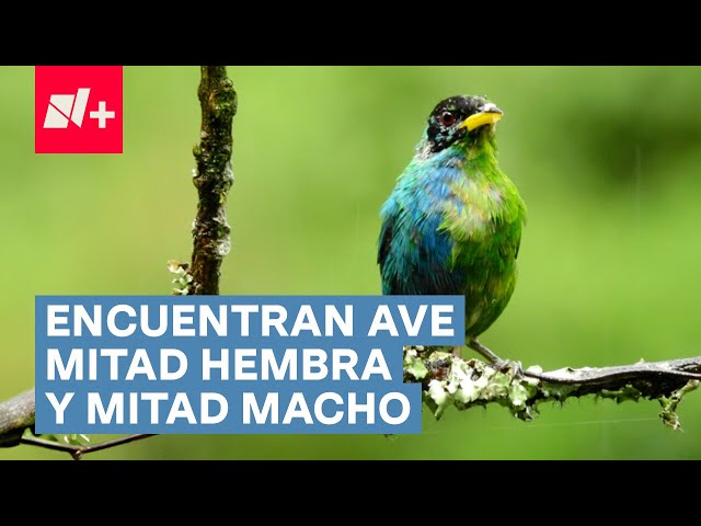 Encuentran ave mitad hembra y mitad macho - N+