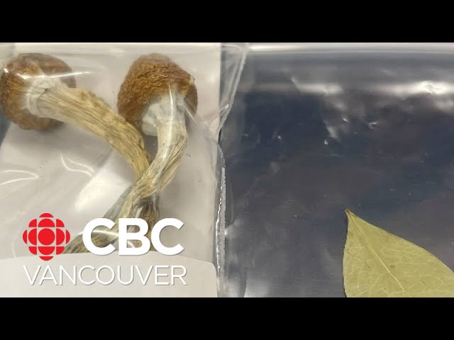 'The reaction has been hysteria': drug policy reform activist on sending magic mushrooms t