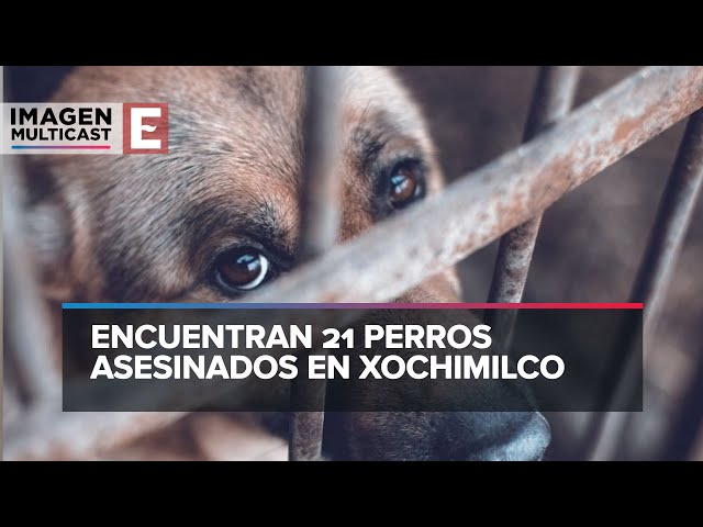 Silencio del alcalde de Xochimilco ante casos de maltrato animal