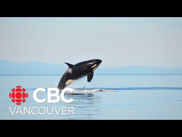 'Prolific' killer whale presumed dead after nearly a year without sighting on B.C.'s 