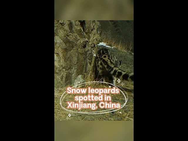 Snow leopards spotted in Xinjiang, China