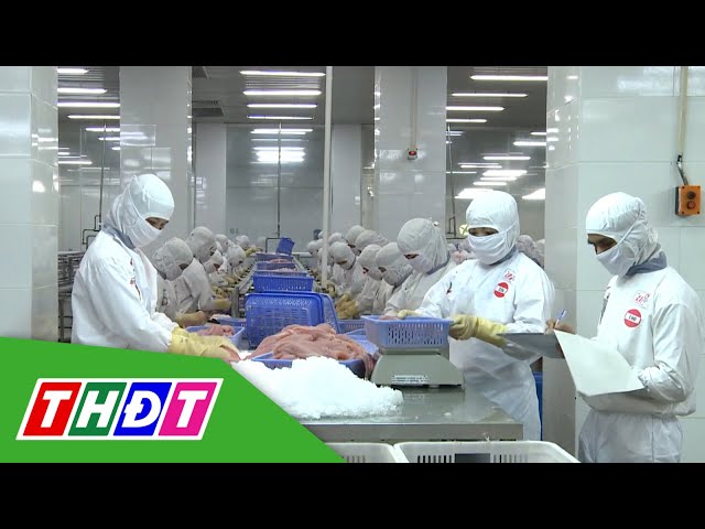 Cá tra Việt Nam kết hợp xuất khẩu và tiêu thụ nội địa | THDT