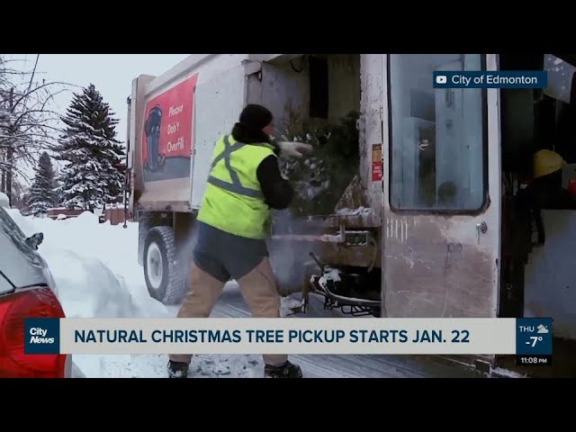 Edmonton starting natural Christmas tree pickups January 22