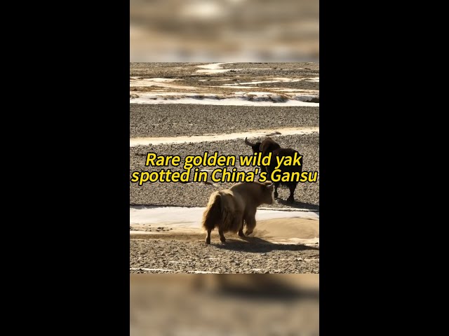 Rare golden wild yak spotted in China's Gansu