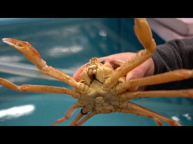 Alaska's snow crab season canceled again, threatening future of fisheries