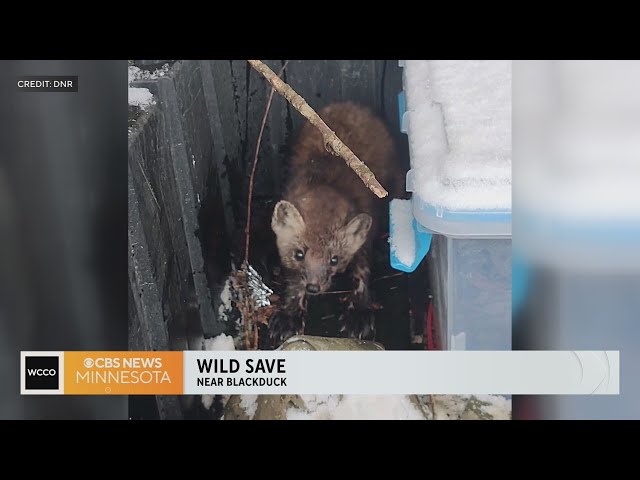 Pine marten caught in trap given life-saving CPR, returned to wild