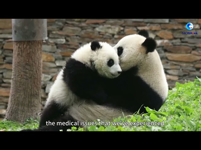 GLOBALink | Yearender: How lovely they are! -- Review 16 overseas pandas returned to China in 2023