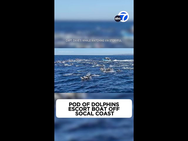 Pod of dolphins escort boat through California waters