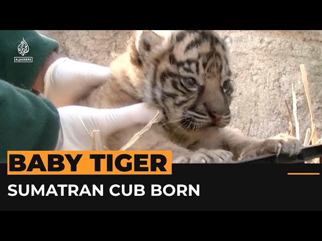 Video shows rare Sumatran tiger cub and mother on first days together | #AJshorts