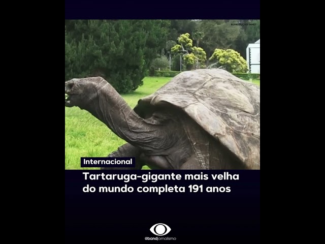 Tartaruga-gigante mais velha do mundo completa 191 anos