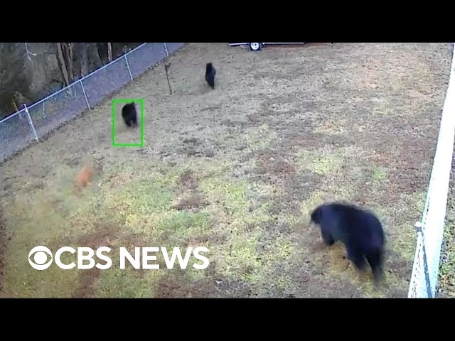 Small dog scares away 3 black bears from his North Carolina home