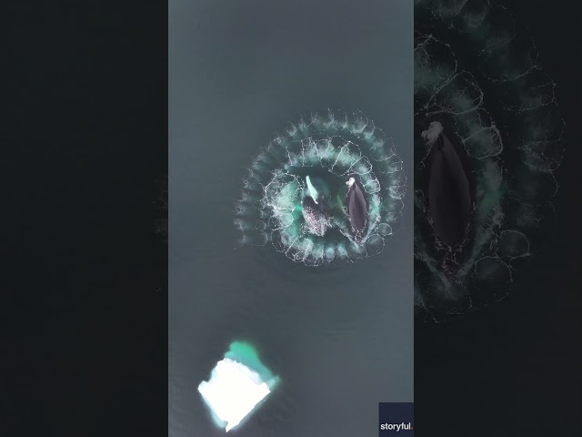 Humpback whales blow beautiful spiral bubble trap for tasty mouthful #Shorts