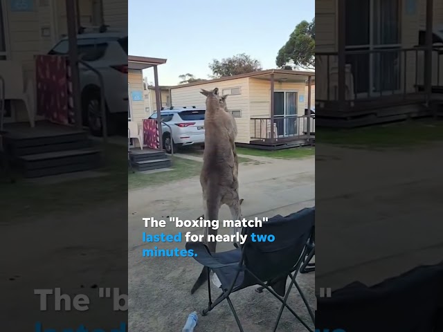 Kangaroos box each other in intense showdown at caravan park #Shorts