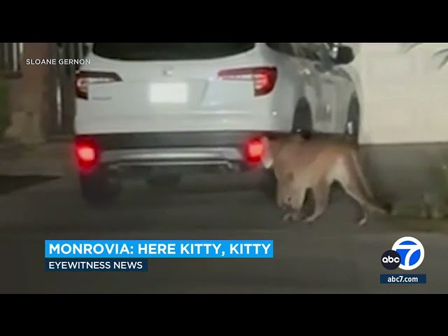 Mountain lion seen casually strolling through a Monrovia neighborhood