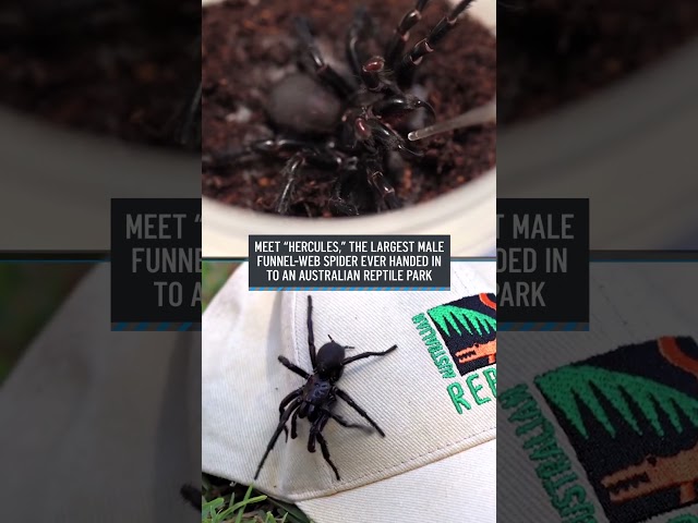 This huge, venomous spider may save your life one day