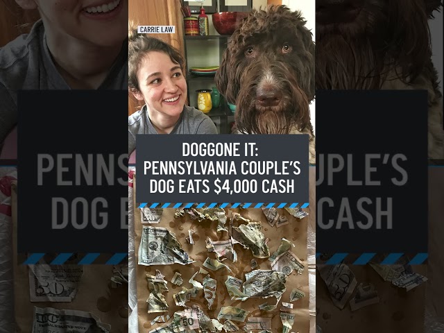 Dog eats $4,000 in cash off of counter