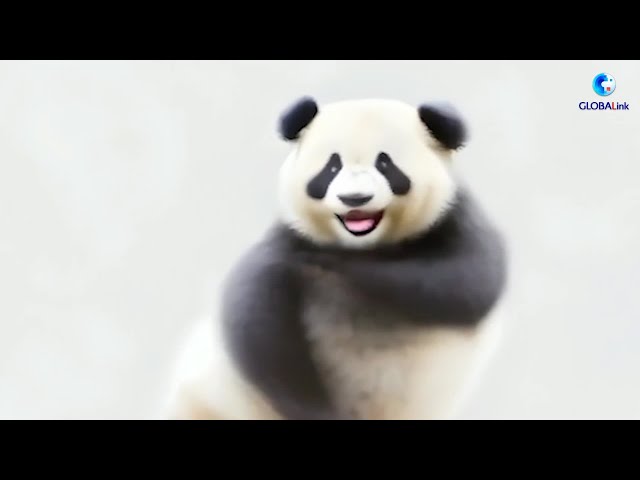 GLOBALink | "Kemusan" dance challenge: AI panda vs real panda