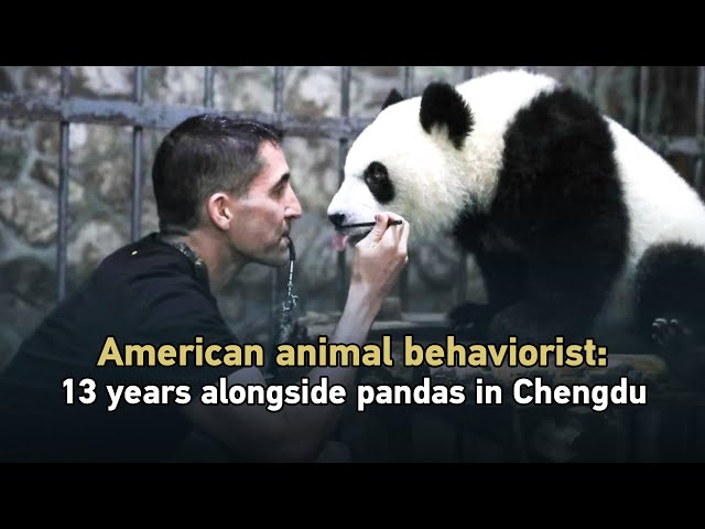 American animal behaviorist: 13 years alongside pandas in Chengdu