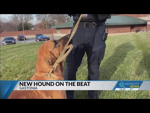 Bloodhound already effective in new role with Gastonia Police